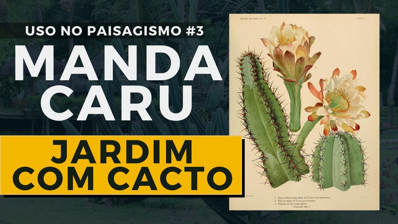 CACTO MANDACARU - APRENDA A USAR NO SEU JARDIM
