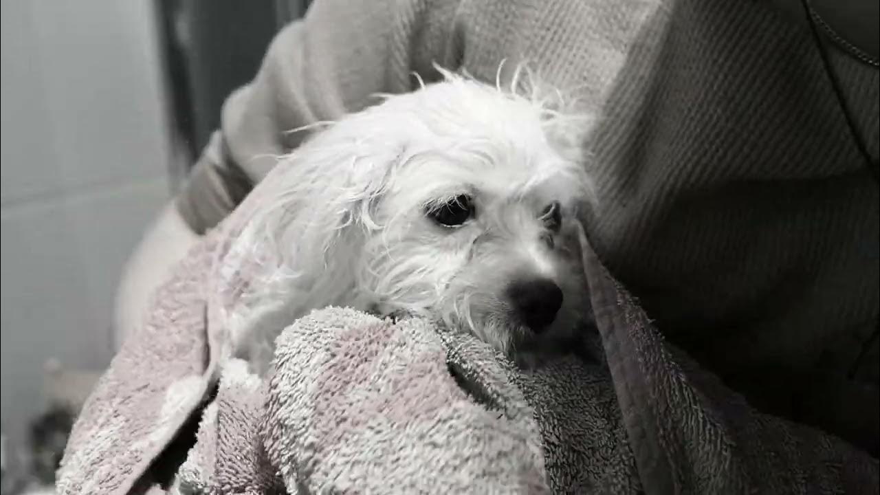 Maltese Puppy’s First Bath Experience & How to bathe a puppy for the