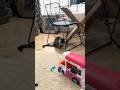 Maine coon cat Princess Leia play #cat #fluffycat #kitten #wildcats #mainecoonlife