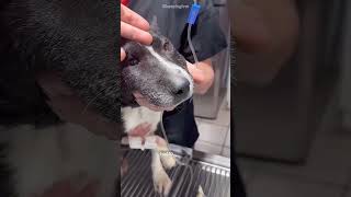 dog was given a special wheelchair by Mercedes✨