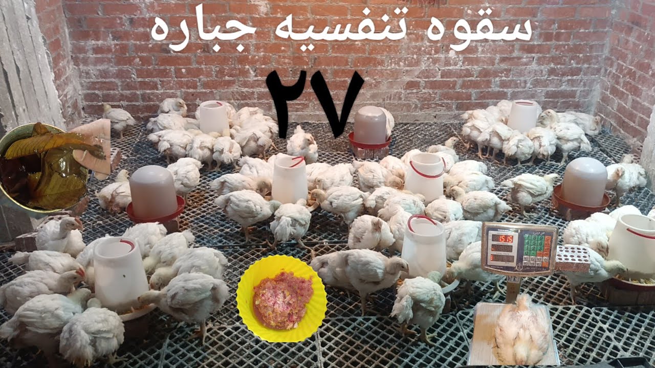 خلطه وسقوه للقضاء على البرد نهائيا # تعقيم الارضيه ووزن الفراخ البيضه # ياحلاوه الفراخ البيضه 