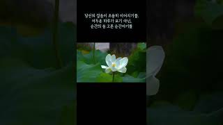 《연꽃 위로 걷는 길》 #감성글 #공감글귀 #외로울때 #위로 #마음의소리로쓰는글 #짧은시 #감성숏츠 #잠들기전 #감성시 #위로받고싶을때