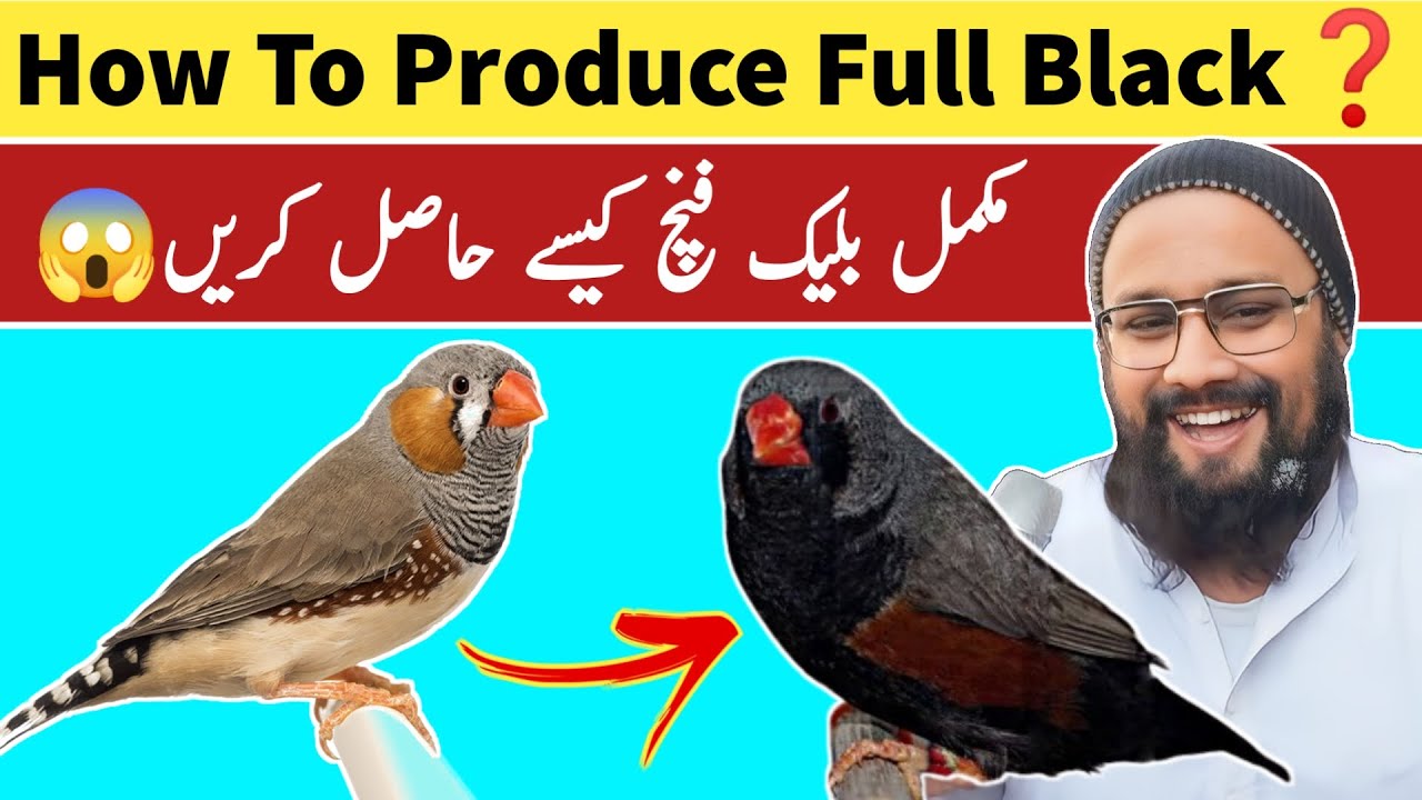 How To Get Full Black From Simple Finch | Complete Pairing Guidance | Saad Bhai | Lalukhet