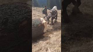 The most powerful and beautiful horses in the world #horse #horses