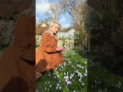 Video: When crocuses are planted: the secrets of growing