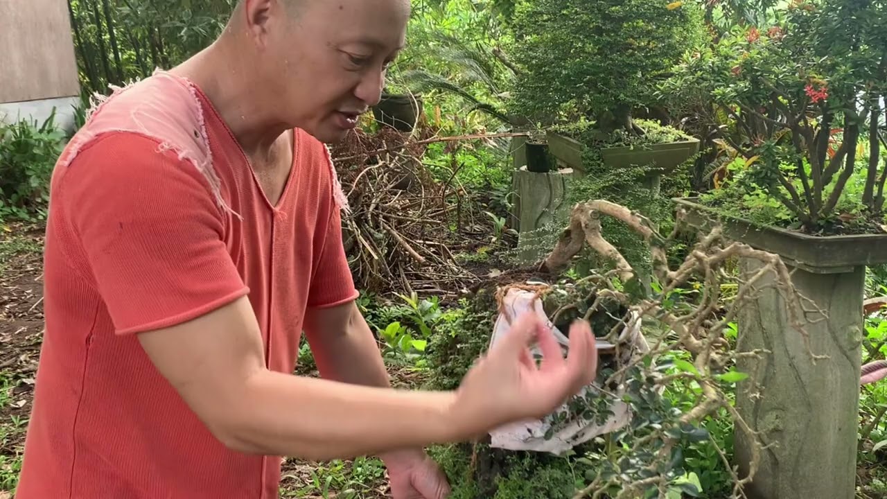 199: Bonsai Chronicles 12: Weeping Style Bonsai 