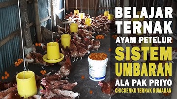 Belajar Cara Ternak Ayam Petelur Sistem Umbaran Ala Pak Priyo Chickenku Ternak Rumahan | 1