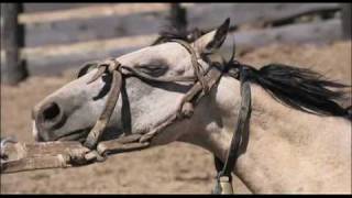 El Gaucho : DOMADOR short version