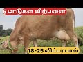 5 மாடுகள் விற்பனை @Lakshmi-dairy-Farms #cow #sales #good #dairyfarm #farming #farm #milk #jersey