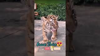 Baby Tiger - Cute Tiger Videos Compilation  | Aww ...