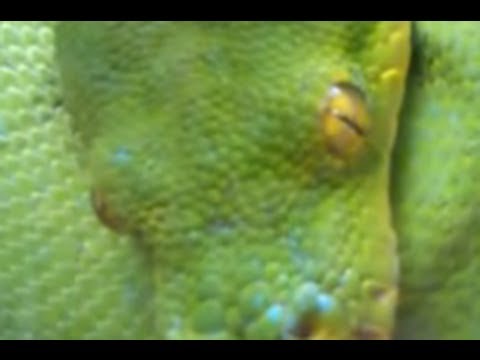 Big Snake - The Green Tree Python - Morelia Viridis - Snakes - Reptiles