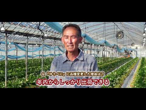 2021熊本県産オリジナルいちご「ゆうべに」