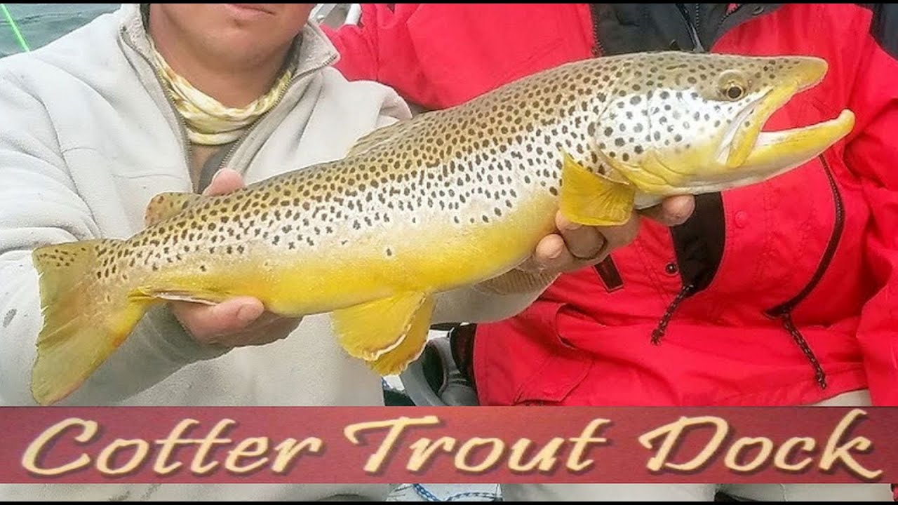 March 24, 2021 Arkansas White River Trout Fishing Report YouTube