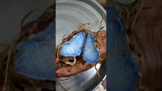 Black Turmeric (Kali Haldi) 🌿 Rare Medicinal Root You Should Know! #shorts