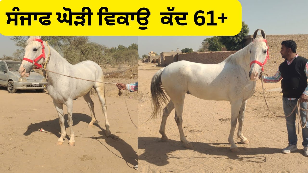 Mare for sale/horse for sale horselover horse horseforsale 