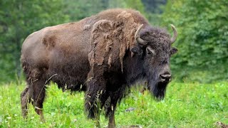 Cape Buffalo 🦬 | Africa’s Mighty Herbivore