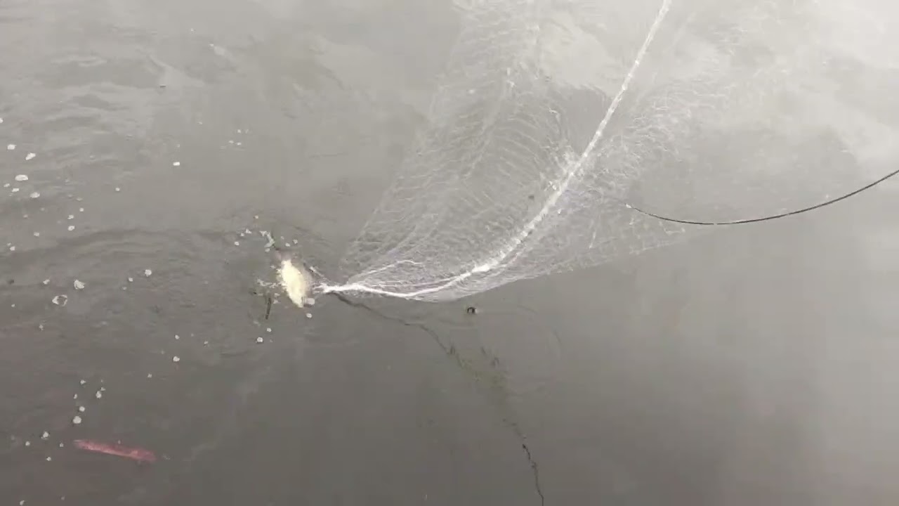 Siap yg menduga ikanya rame, tetap mengunakan jaring hula-hula 🐠 #fissing #tilapia