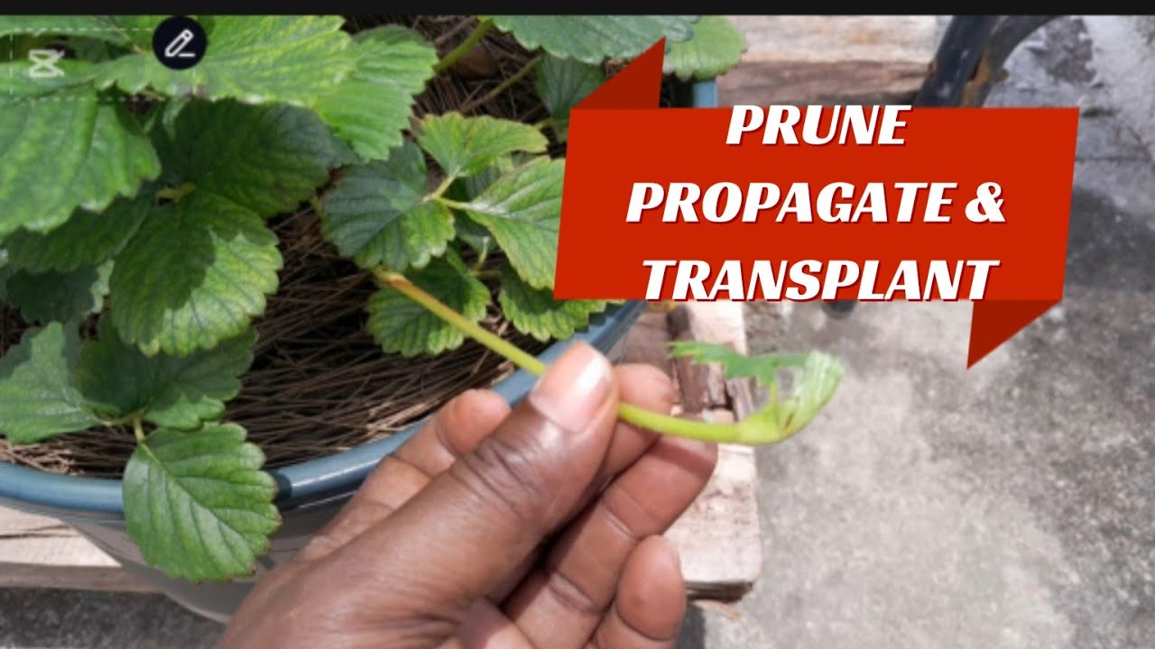 HOW TO PROPAGATE, PRUNE, AND  TRANSPLANT YOUR  STRAWBERRY 🍓 