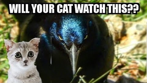 WILL YOUR CAT WATCH THIS?  - Bird Videos Are Visual Catnip!