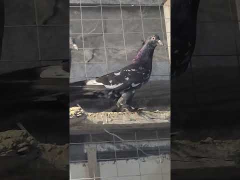 #pigeon #baku