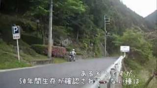 【ST250】 歴史街道Vol.4 酷道と天誅組とニホンオオカミと... '11/05