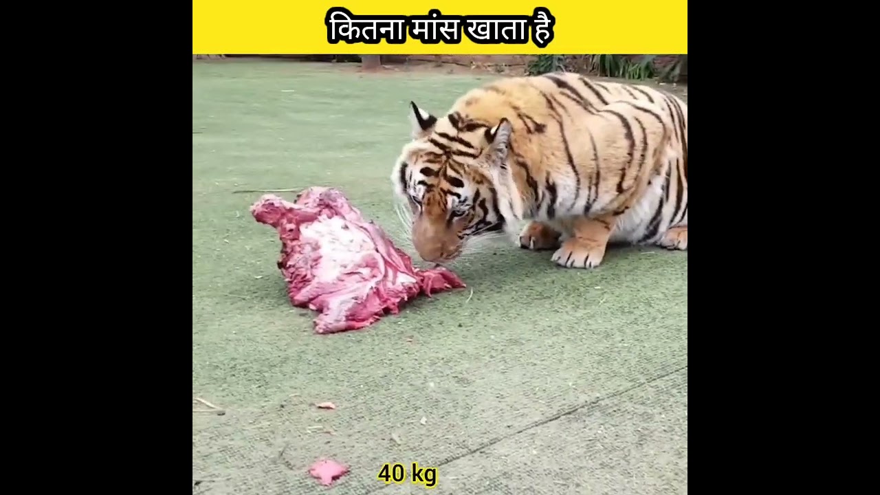 omg कितना खाता है 😲 #shorts #shortsvideo