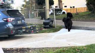 Download Lagu VIDEO PANJANG MENYUSUL 🐻  MP3