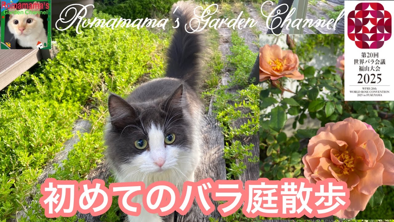 Roses] Roses that have begun to bloom and a rescued cat's first