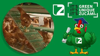 🐔 The Evolution of Poultry Farming: ZUCAMI&#39;s VISION Aviary for Laying Hens🥚