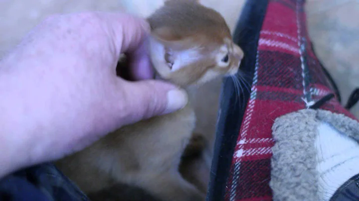 Watch the video about Abyssinian kitten mother says put kitten down