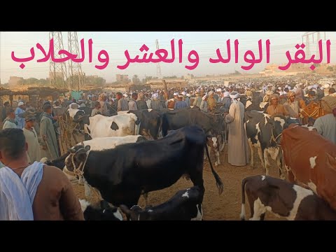 اسعار البقر الوالد والعشر والحلاب بسوق السبت اليوم ٢٢ ١١ ٢٠٢٥م