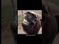 ابتسامة هوليود هوليود ابتسامة ضحك حمار 