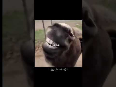ابتسامة هوليود هوليود ابتسامة ضحك حمار 