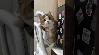 Cute Cat Compilation 😺 | Wholesome Cat Moments #shorts