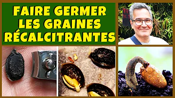 Comment faire germer des graines anciennes