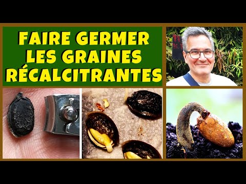 Vidéo: Germination des graines de ginkgo : pouvez-vous faire pousser des arbres de ginkgo à partir de graines ?