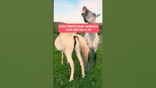 Horses are human saviors from poisonous snake bites #animals #snakes #horses