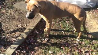 OTIS — ENTRY #41: "OTIS INVESTIGATES"