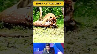 Tygrys niespodziewanie atakuje jelenia 🐅🦌