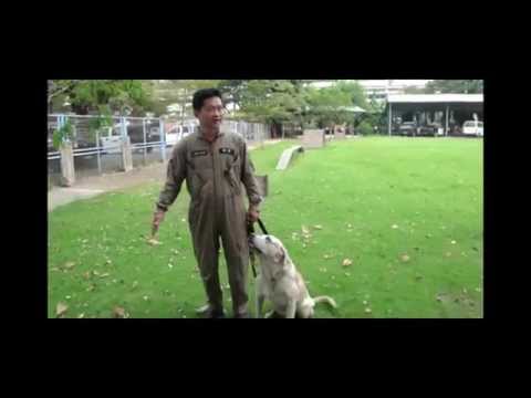 วีดีโอ: การฝึกอบรมสุนัขค้นหาและกู้ภัยรุ่นต่อไปที่ Penn Vet Working Dog Center