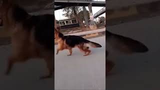 German shepherd 7 month old female puppy