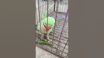 Parrot 🦜🦜#parrot #viral #greenparrot #viralvideo #shorts #ytshorts #parrot status #talkingparot