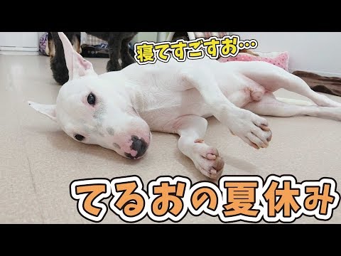 🍹ミニチュアブルテリア”てるお”の夏休み 🐶ひみつきちなう！②🐶 2019年8月13日