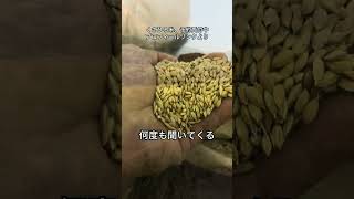 The person who was best at rice cultivation and the person who was 