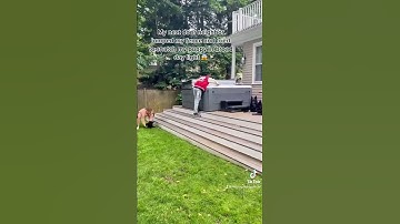 My Neighbor Trying To Steal My Puppy