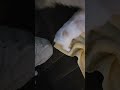 Cavachon pups #Puppies #cute #cuteanimals #puppy #litter of puppies