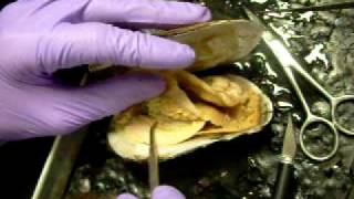 Freshwater Mussel dissection
