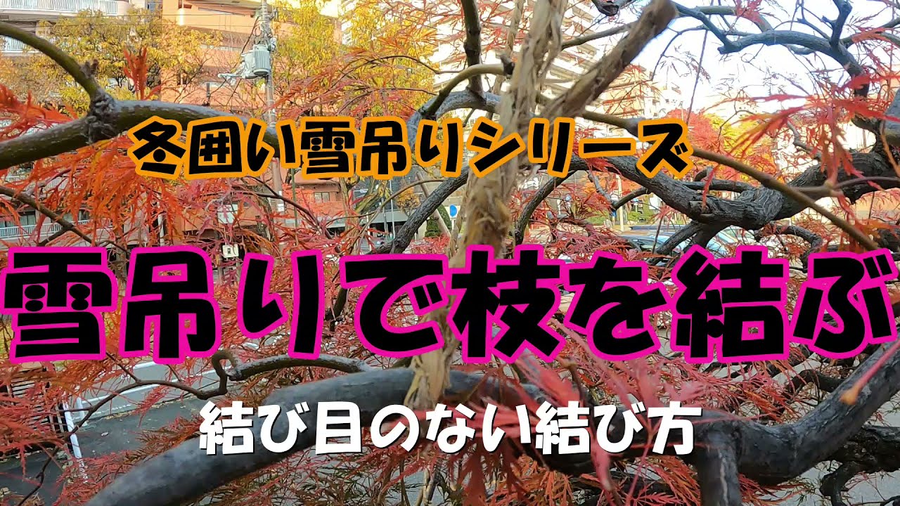 雪吊りシリーズ 結び目なしの枝結び Youtube
