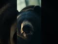 Panda vs Bear 🐼💥 Clash of the Forest Titans! #Wildlife #AnimalBattle #Predators #4K