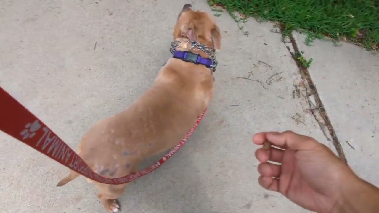 Karma - First Walk - Loose Leash Walking Training and Explanation to the Rover Owner